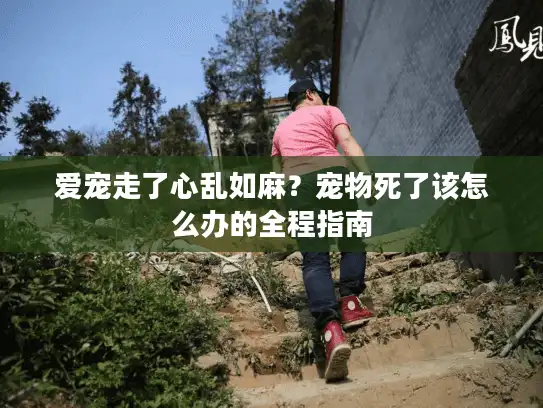爱宠走了心乱如麻？宠物死了该怎么办的全程指南