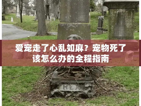 爱宠走了心乱如麻？宠物死了该怎么办的全程指南