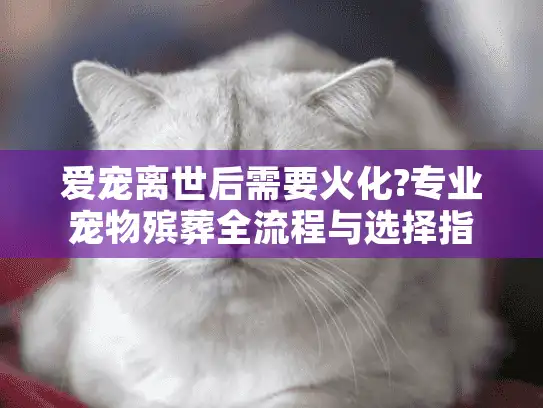 爱宠离世后需要火化?专业宠物殡葬全流程与选择指南