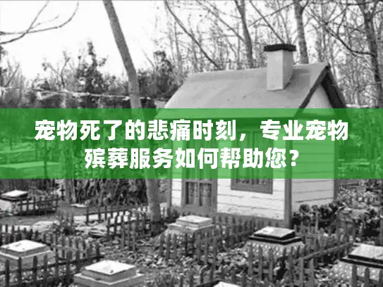 宠物死了的悲痛时刻，专业宠物殡葬服务如何帮助您？