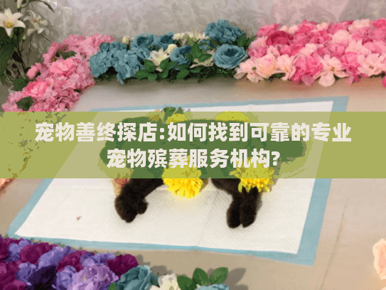 宠物善终探店:如何找到可靠的专业宠物殡葬服务机构?