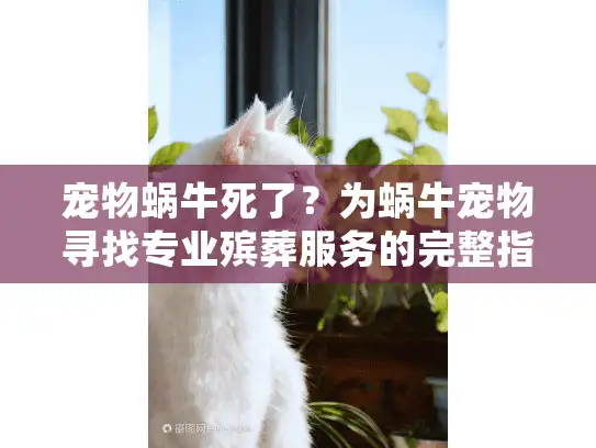 宠物蜗牛死了？为蜗牛宠物寻找专业殡葬服务的完整指南