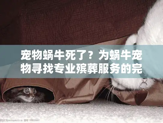 宠物蜗牛死了？为蜗牛宠物寻找专业殡葬服务的完整指南