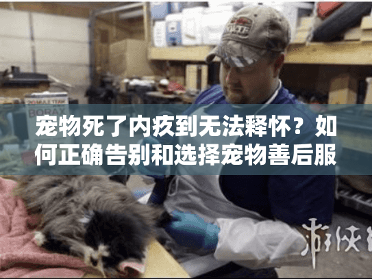 宠物死了内疚到无法释怀？如何正确告别和选择宠物善后服务