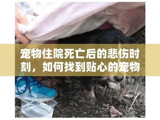 宠物住院死亡后的悲伤时刻,如何找到贴心的宠物殡葬服务? 宠物住院死亡后的悲伤时刻,如何找到贴心的宠物殡葬服务?