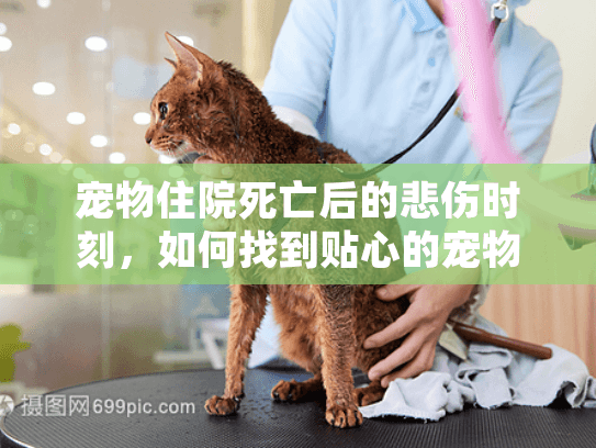 宠物住院死亡后的悲伤时刻,如何找到贴心的宠物殡葬服务? 宠物住院死亡后的悲伤时刻,如何找到贴心的宠物殡葬服务?