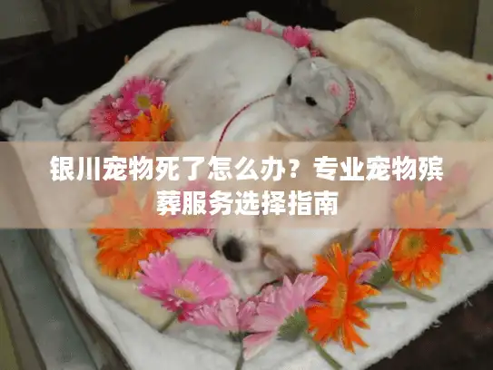 银川宠物死了怎么办？专业宠物殡葬服务选择指南