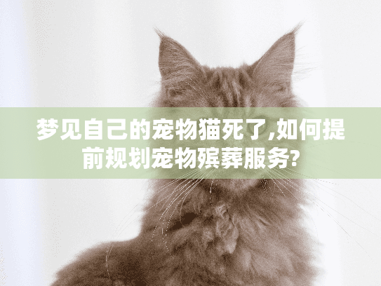 梦见自己的宠物猫死了,如何提前规划宠物殡葬服务?