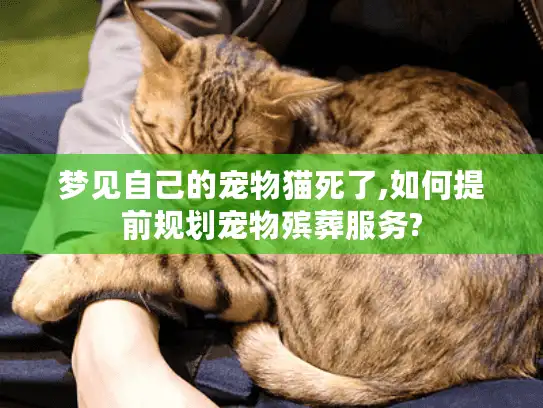 梦见自己的宠物猫死了,如何提前规划宠物殡葬服务?