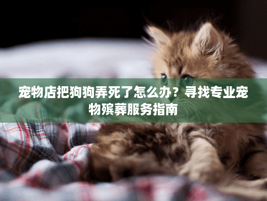 宠物店把狗狗弄死了怎么办？寻找专业宠物殡葬服务指南