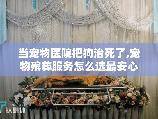 当宠物医院把狗治死了,宠物殡葬服务怎么选最安心?