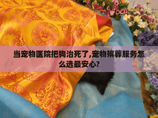 当宠物医院把狗治死了,宠物殡葬服务怎么选最安心?