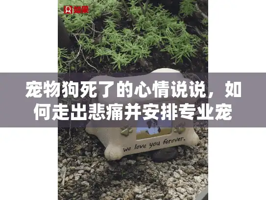 宠物狗死了的心情说说，如何走出悲痛并安排专业宠物殡葬服务