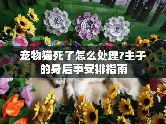 宠物猫死了怎么处理?主子的身后事安排指南