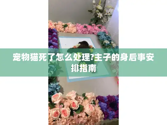 宠物猫死了怎么处理?主子的身后事安排指南