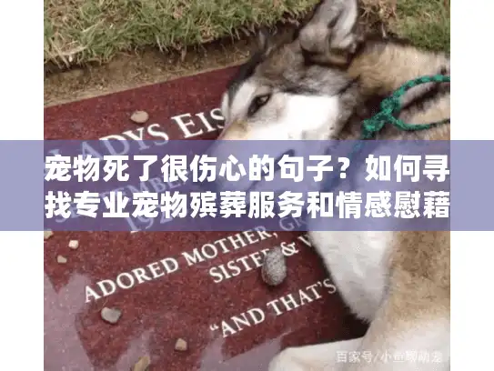 宠物死了很伤心的句子？如何寻找专业宠物殡葬服务和情感慰藉指南