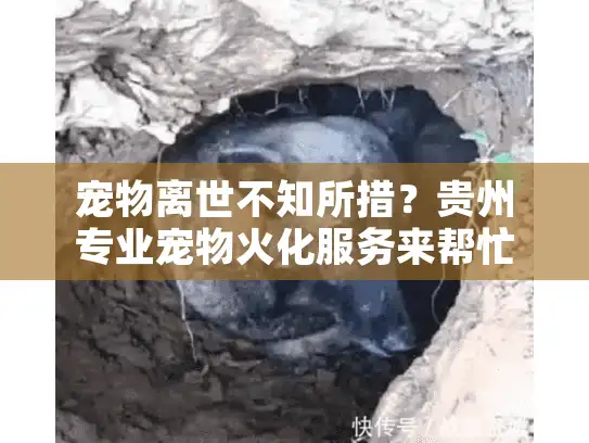 宠物离世不知所措？贵州专业宠物火化服务来帮忙