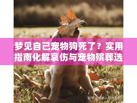 梦见自己宠物狗死了？实用指南化解哀伤与宠物殡葬选择难题