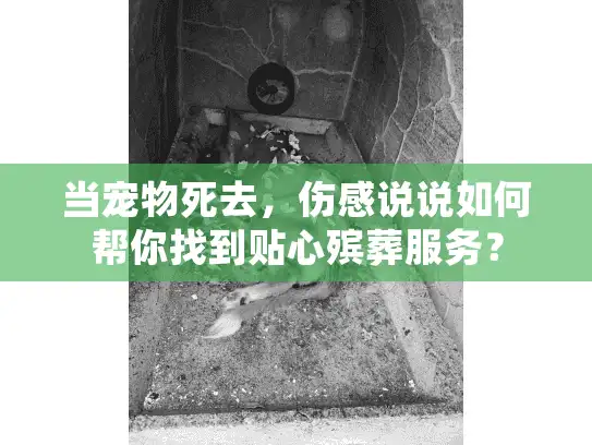 当宠物死去，伤感说说如何帮你找到贴心殡葬服务？