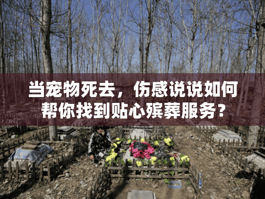 当宠物死去，伤感说说如何帮你找到贴心殡葬服务？