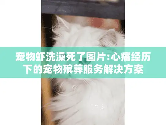 宠物虾洗澡死了图片:心痛经历下的宠物殡葬服务解决方案