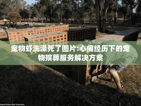 宠物虾洗澡死了图片:心痛经历下的宠物殡葬服务解决方案