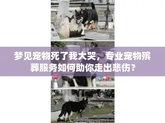 梦见宠物死了我大哭，专业宠物殡葬服务如何助你走出悲伤？