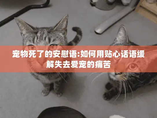 宠物死了的安慰语:如何用贴心话语缓解失去爱宠的痛苦