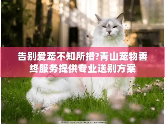 告别爱宠不知所措?青山宠物善终服务提供专业送别方案 告别爱宠不知所措?青山宠物善终服务提供专业送别方案