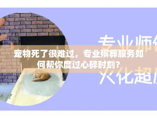 宠物死了很难过，专业殡葬服务如何帮你度过心碎时刻？