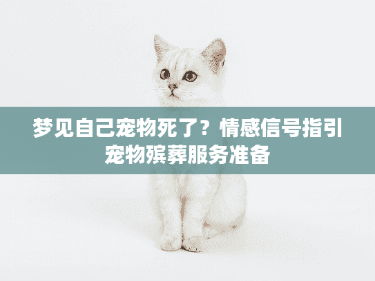 梦见自己宠物死了？情感信号指引宠物殡葬服务准备