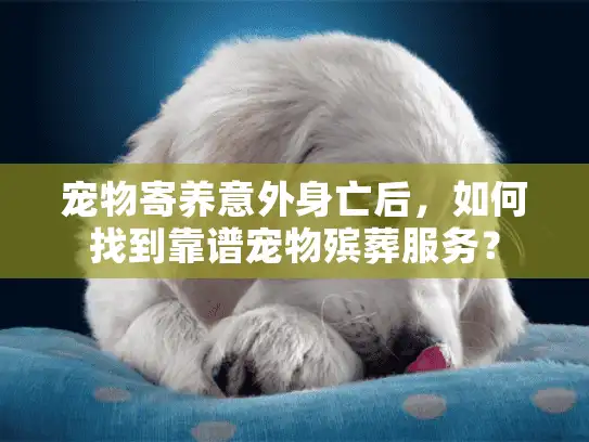 宠物寄养意外身亡后,如何找到靠谱宠物殡葬服务? 宠物寄养意外身亡后,如何找到靠谱宠物殡葬服务?