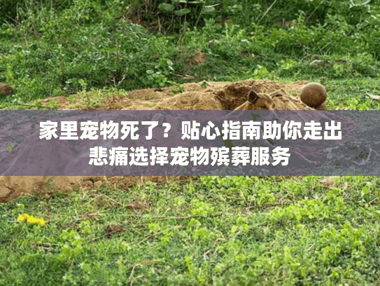 家里宠物死了？贴心指南助你走出悲痛选择宠物殡葬服务
