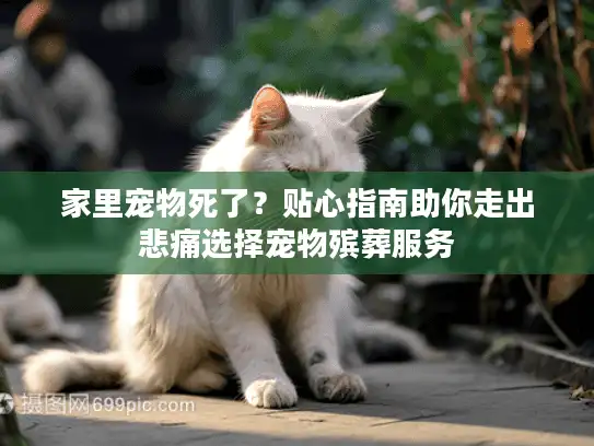 家里宠物死了？贴心指南助你走出悲痛选择宠物殡葬服务