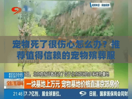 宠物死了很伤心怎么办？推荐值得信赖的宠物殡葬服务机构指南