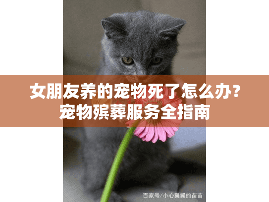 女朋友养的宠物死了怎么办？宠物殡葬服务全指南