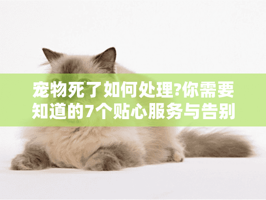 宠物死了如何处理?你需要知道的7个贴心服务与告别指南