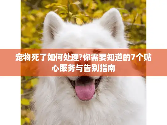宠物死了如何处理?你需要知道的7个贴心服务与告别指南