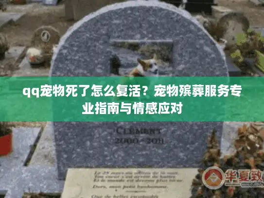 qq宠物死了怎么复活？宠物殡葬服务专业指南与情感应对