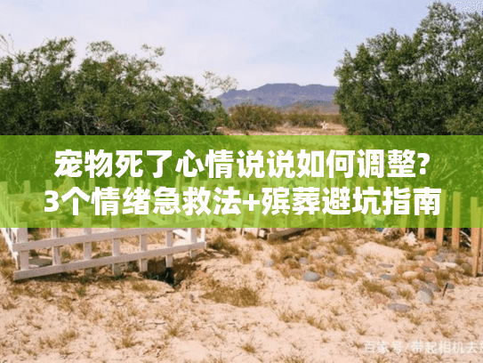 宠物死了心情说说如何调整?3个情绪急救法+殡葬避坑指南