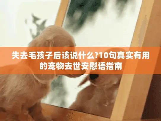失去毛孩子后该说什么?10句真实有用的宠物去世安慰语指南