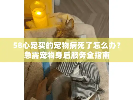 58心宠买的宠物病死了怎么办？急需宠物身后服务全指南