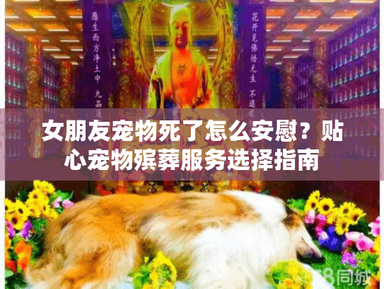 女朋友宠物死了怎么安慰？贴心宠物殡葬服务选择指南