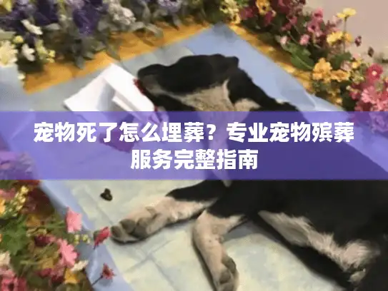 宠物死了怎么埋葬？专业宠物殡葬服务完整指南