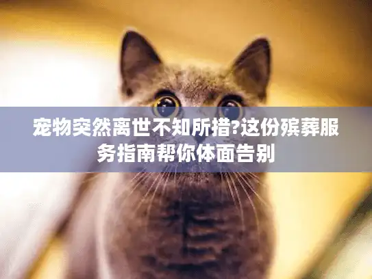 宠物突然离世不知所措?这份殡葬服务指南帮你体面告别