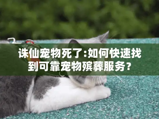 诛仙宠物死了:如何快速找到可靠宠物殡葬服务? 诛仙宠物死了:如何快速找到可靠宠物殡葬服务?