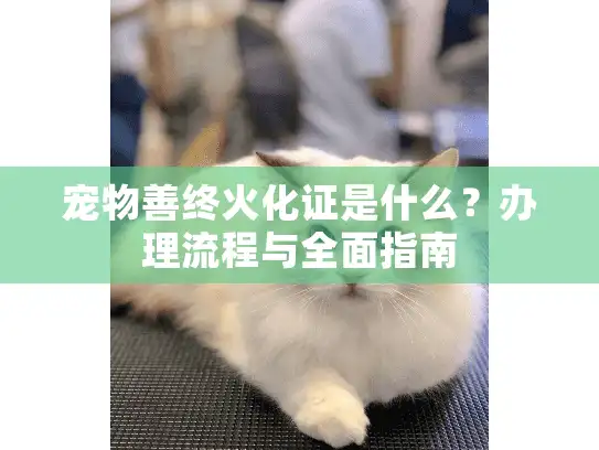 宠物善终火化证是什么?办理流程与全面指南 宠物善终火化证是什么?办理流程与全面指南