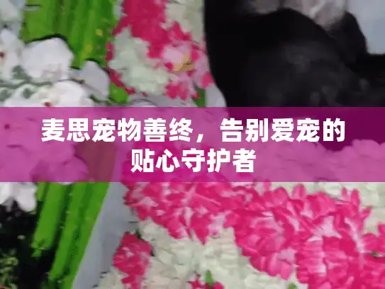 麦思宠物善终，告别爱宠的贴心守护者