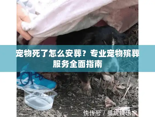 宠物死了怎么安葬？专业宠物殡葬服务全面指南