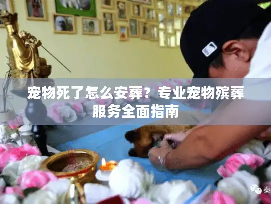 宠物死了怎么安葬？专业宠物殡葬服务全面指南